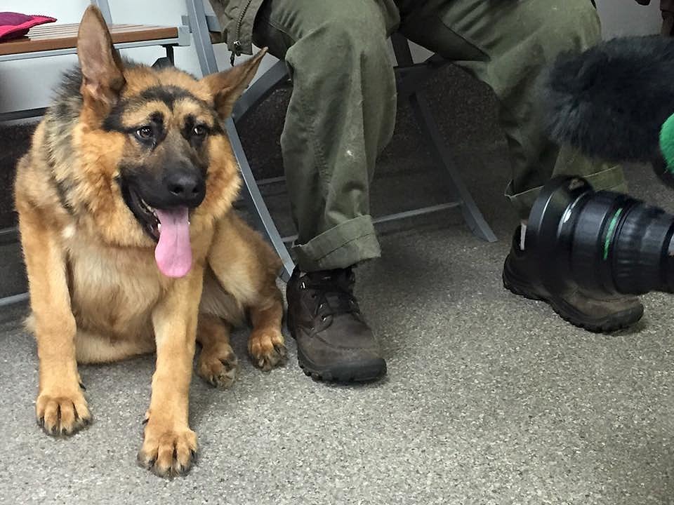 Quasi the Short Spine Dog