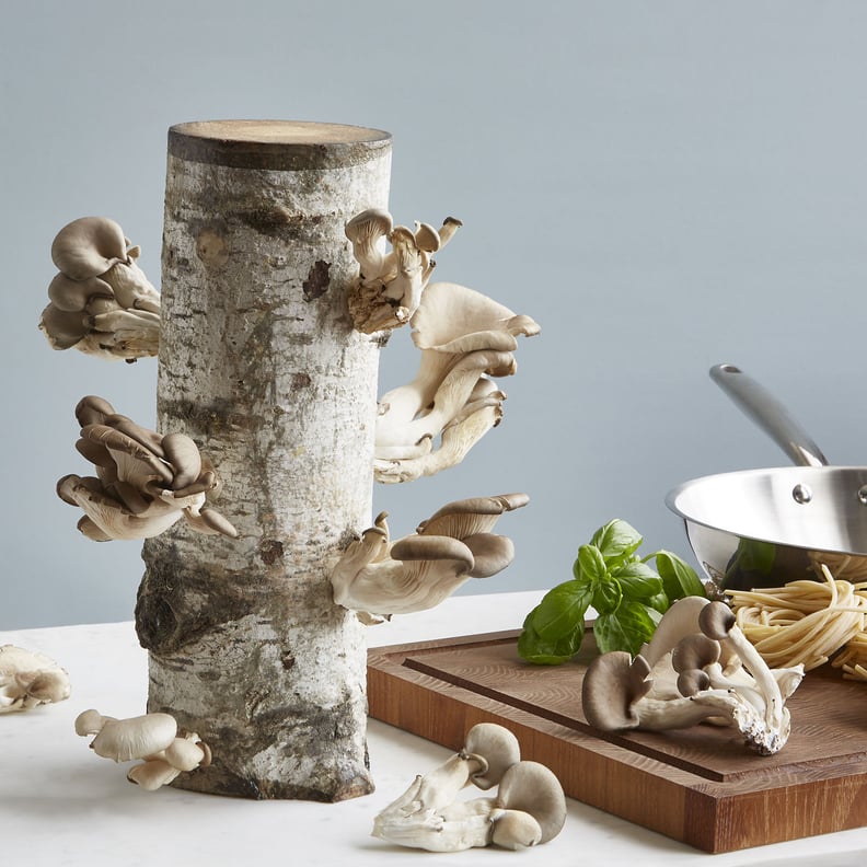 For Mushroom-Lovers: Oyster Mushroom Log Kit
