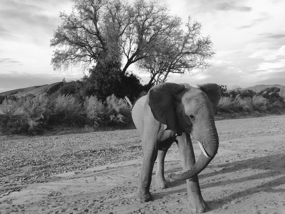 "Capturing subjects in unexpected poses can create more visual intrigue. This elephant’s stance is engaging because you can’t tell which way he’s headed."