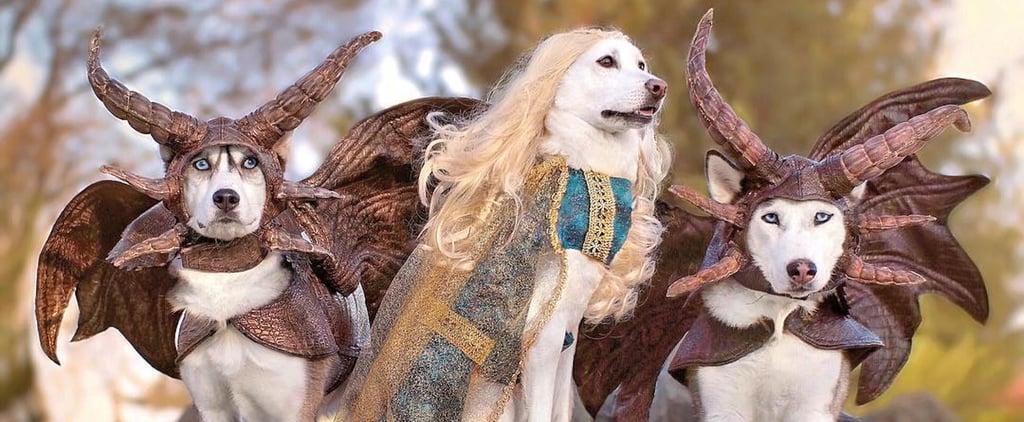 These Huskies Dress Up in Costumes For Every Occasion