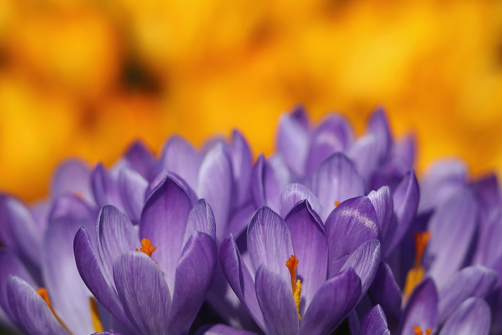 Purple crocuses were blooming in London's Hyde Park.