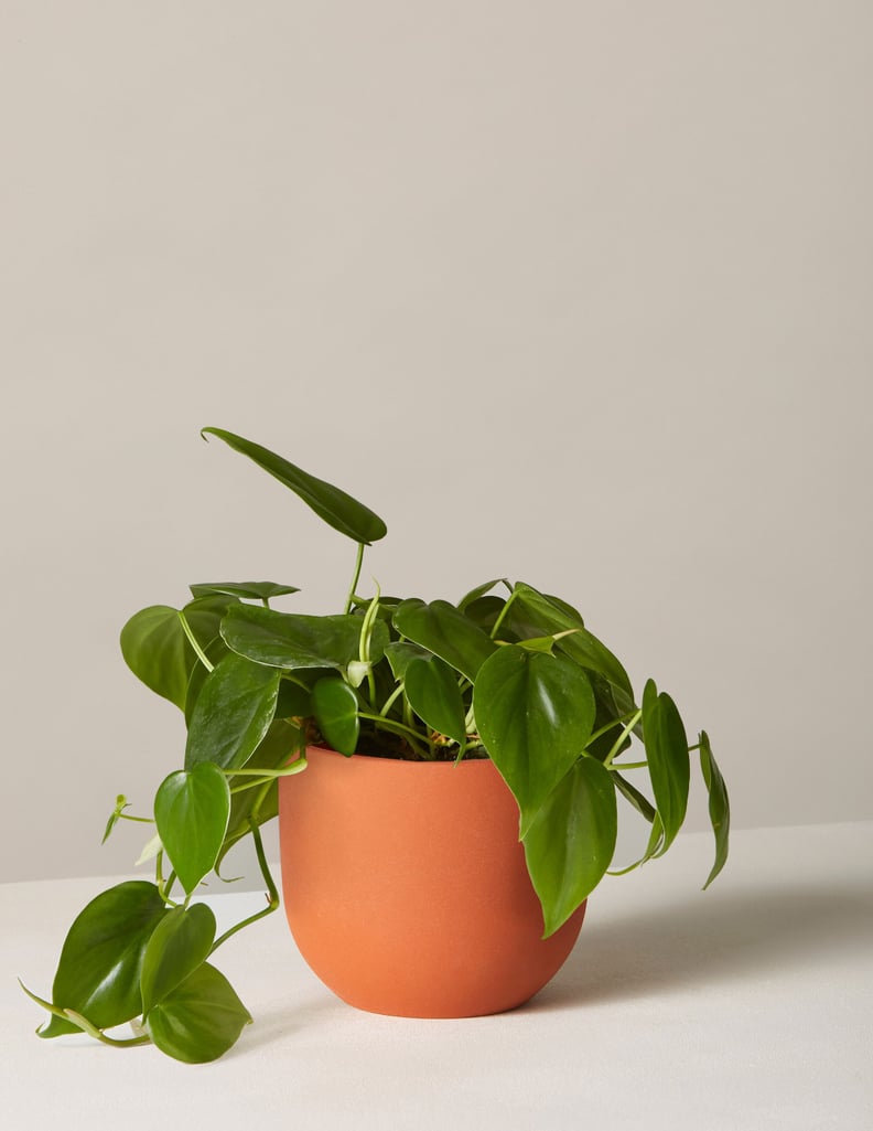 Philodendron: Green In Small Terracotta Grant Planter