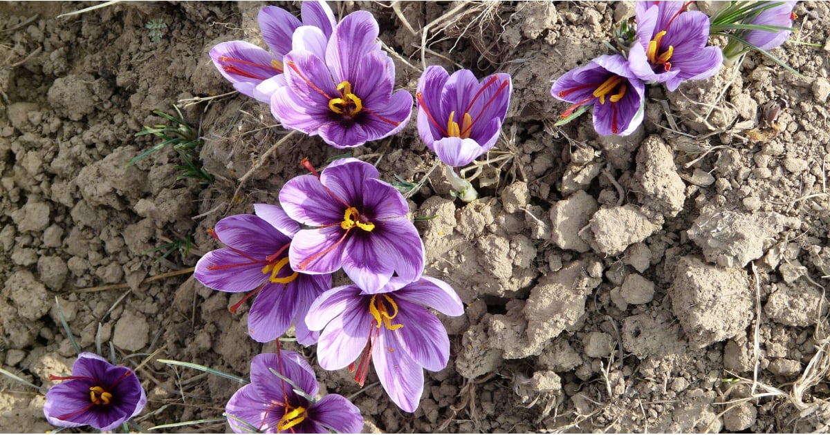 Why Is Saffron Expensive? POPSUGAR Food