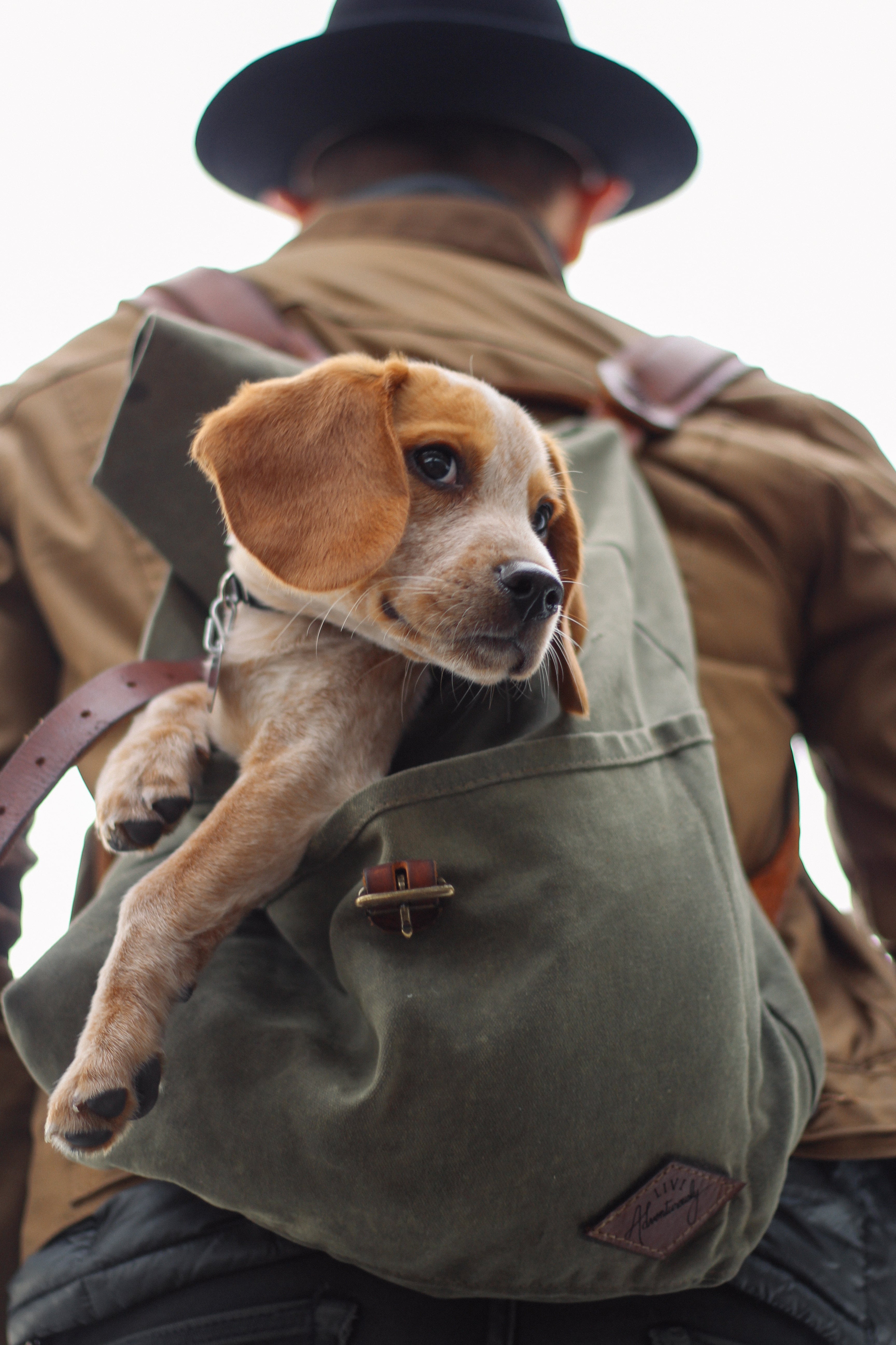 Most Popular Dog Names 2018 POPSUGAR Family