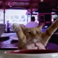 This Cat Is Living His Best Life by Virtually "Riding" Disney's Mad Tea Party Attraction