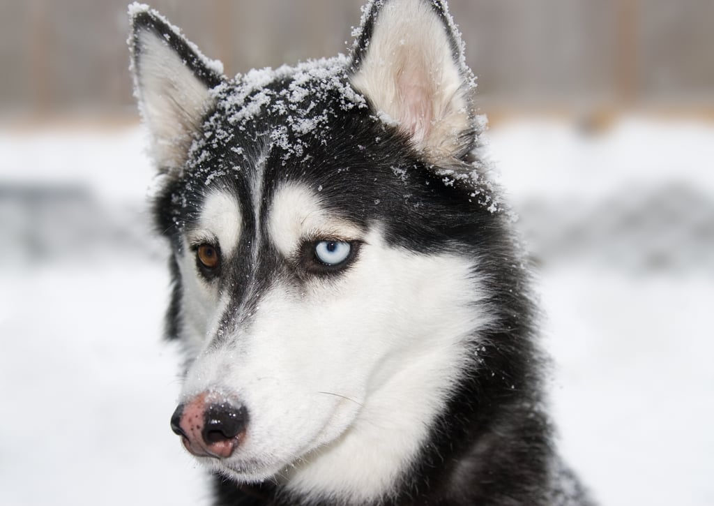 Cute Pictures of Huskies