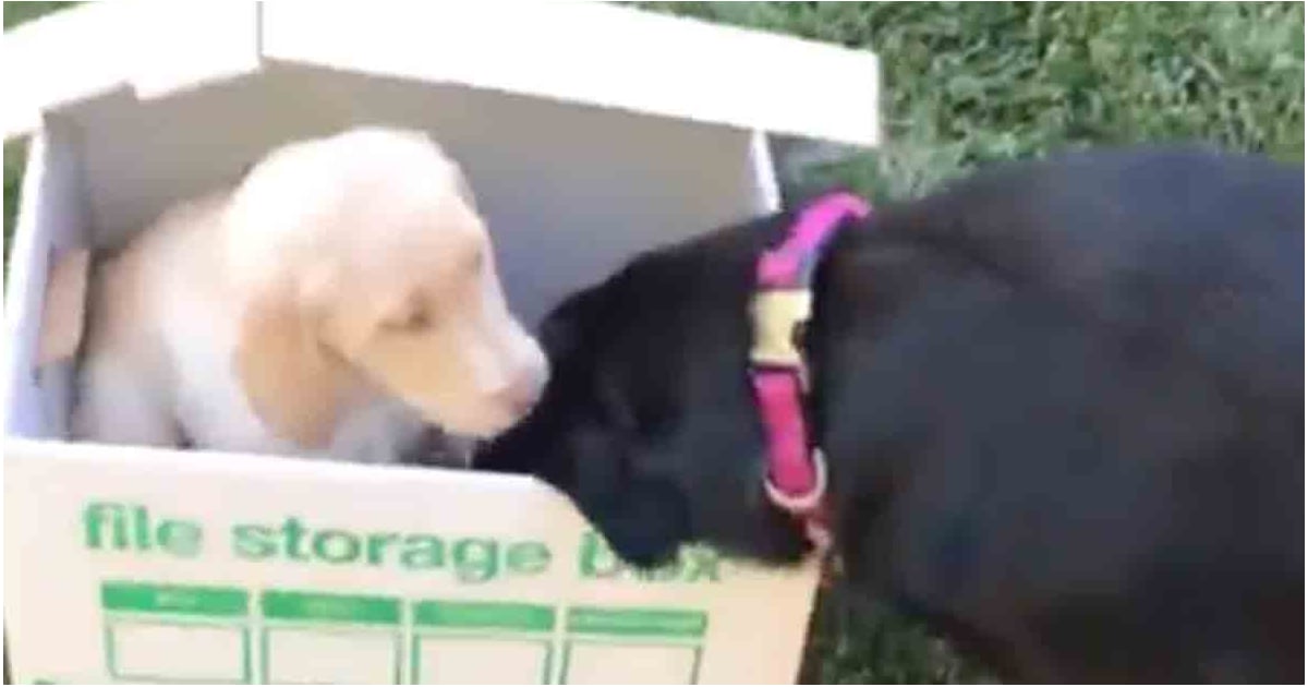 Black Lab Gets A New Puppy Popsugar Family