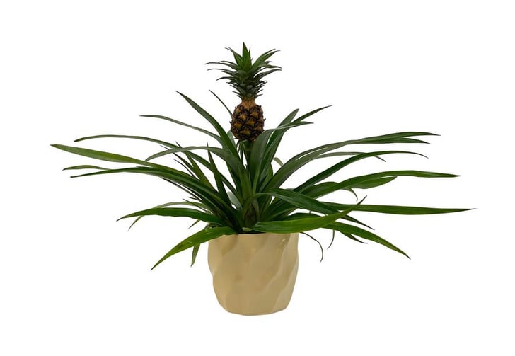 Home Depot Will Deliver Pineapple Plants to Your House POPSUGAR Home