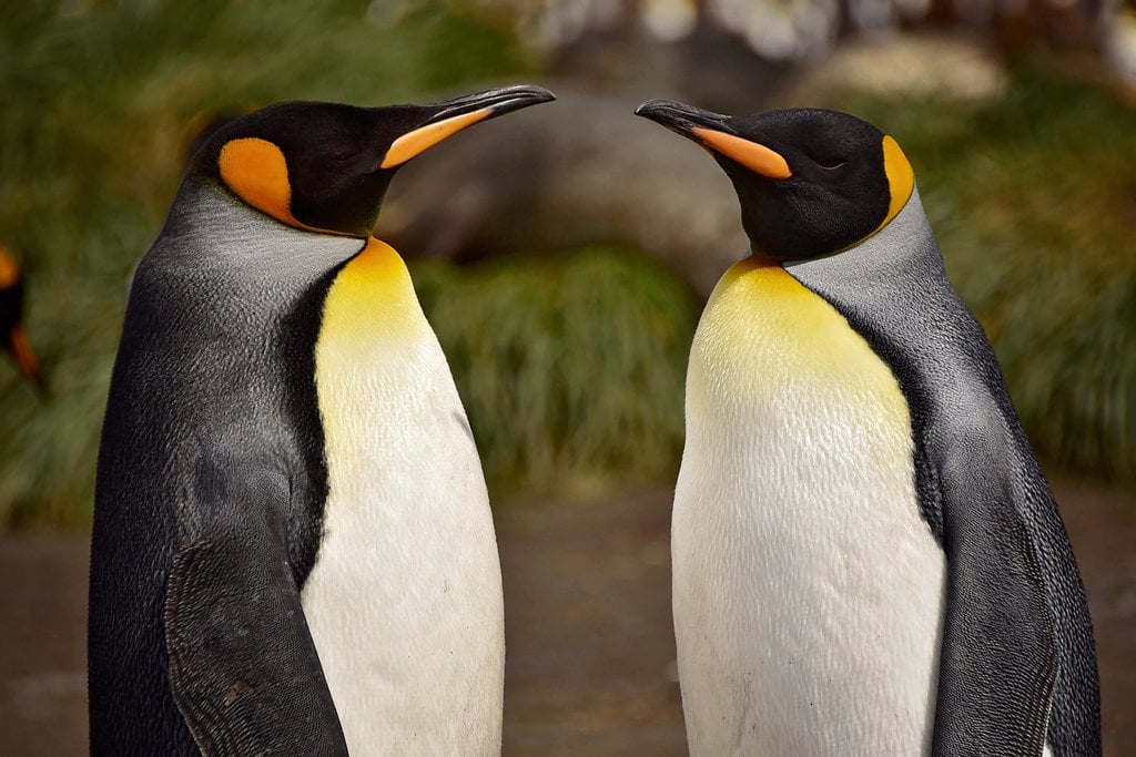 Antarctica King Penguins