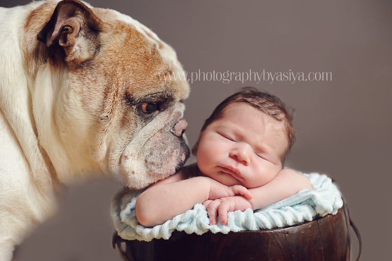 Adorable Newborn and Pet Photos