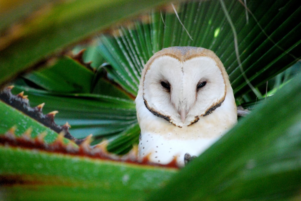Birds are a smart species, with some crafty enough to create and use tools for their benefit.
Source: Flickr user brisbanefalling
