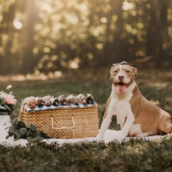 Pit Bull Maternity Shoot Photos