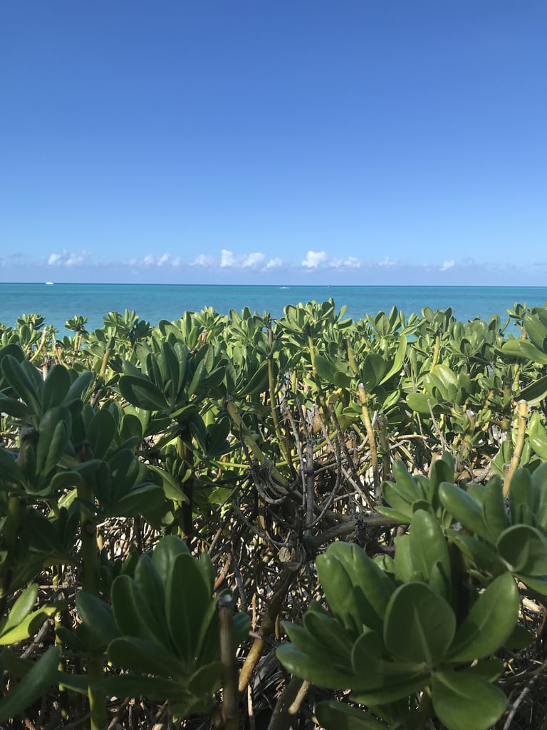 Serenity Bay at Castaway Cay AdultOnly Activities on Disney Cruises