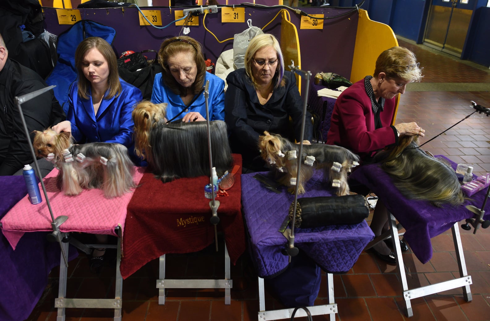2016 Westminster Kennel Club Dog Show PS Pets