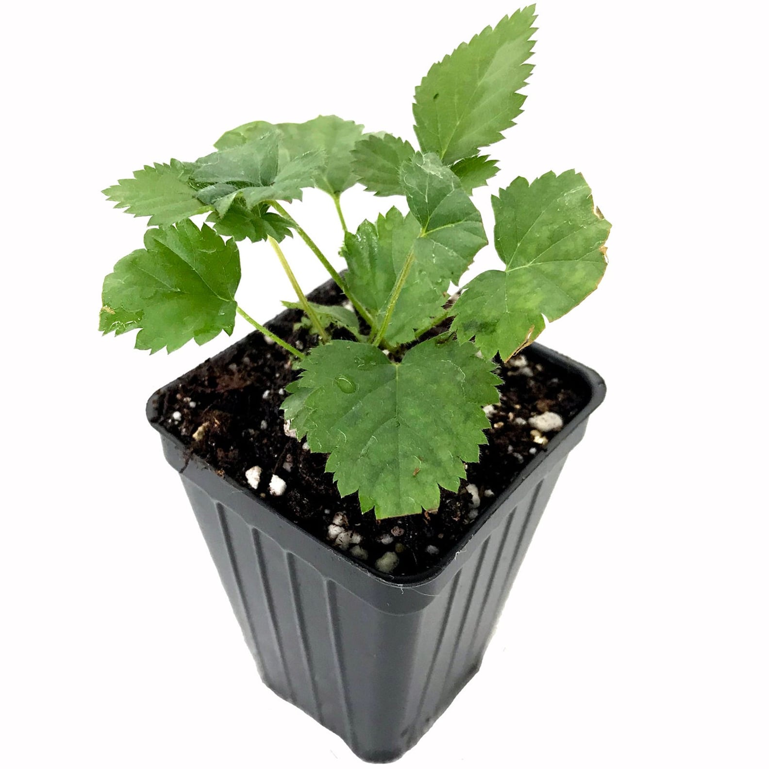 Where to Order Vegetable Plants Online For Delivery POPSUGAR Home