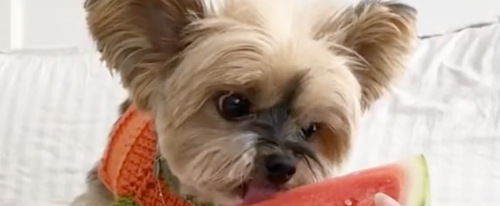 Ducky the Yorkie's Pop Culture Costumes on TikTok