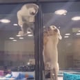 This Is What It Looks Like When a Kitty Just Wants to Play With His Puppy Friend