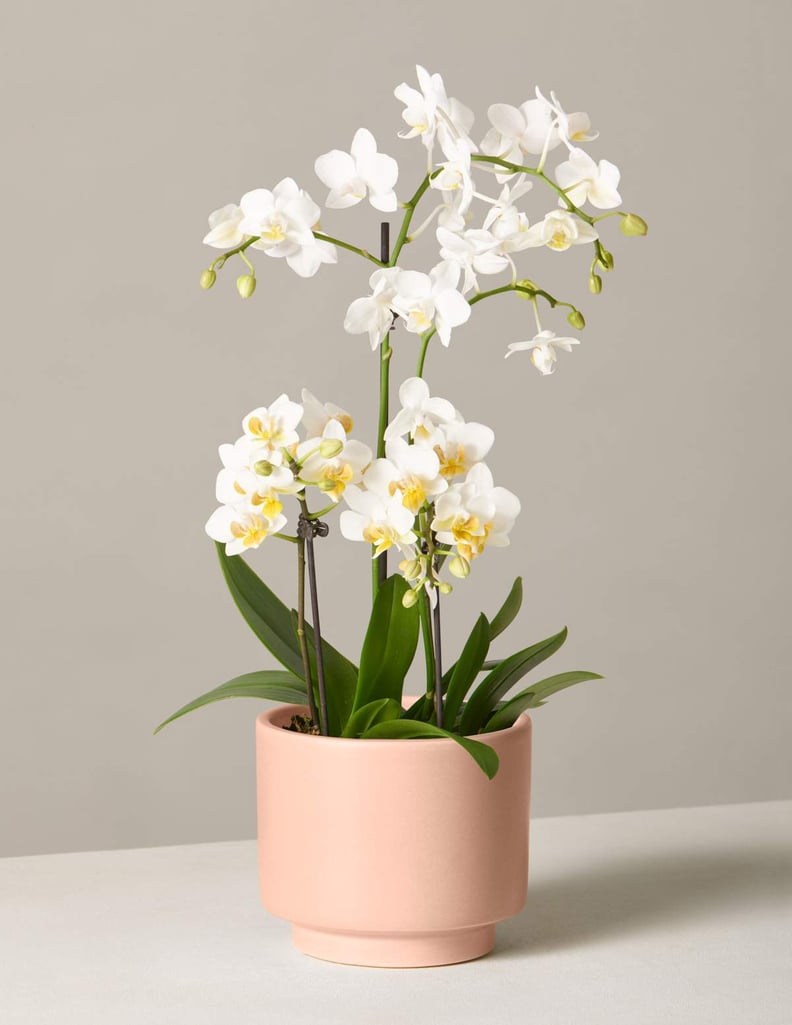 Valentine's Gifts For Friends: The Sill White Orchid