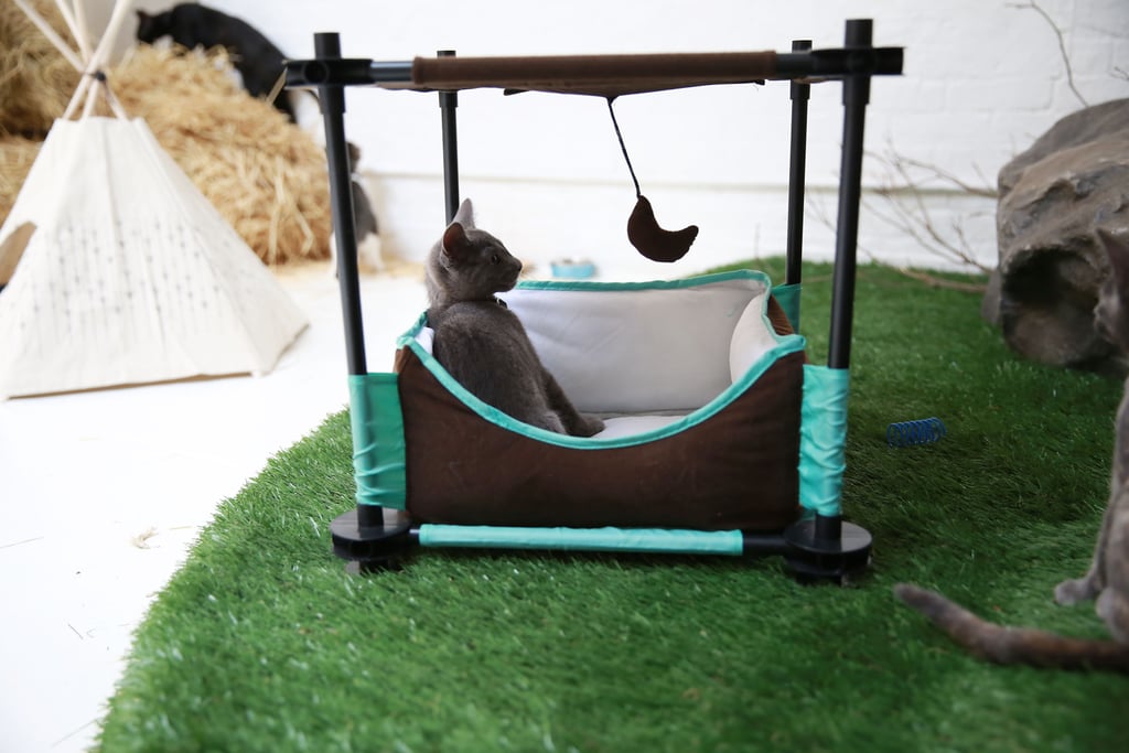 Purina ONE Cat Camp