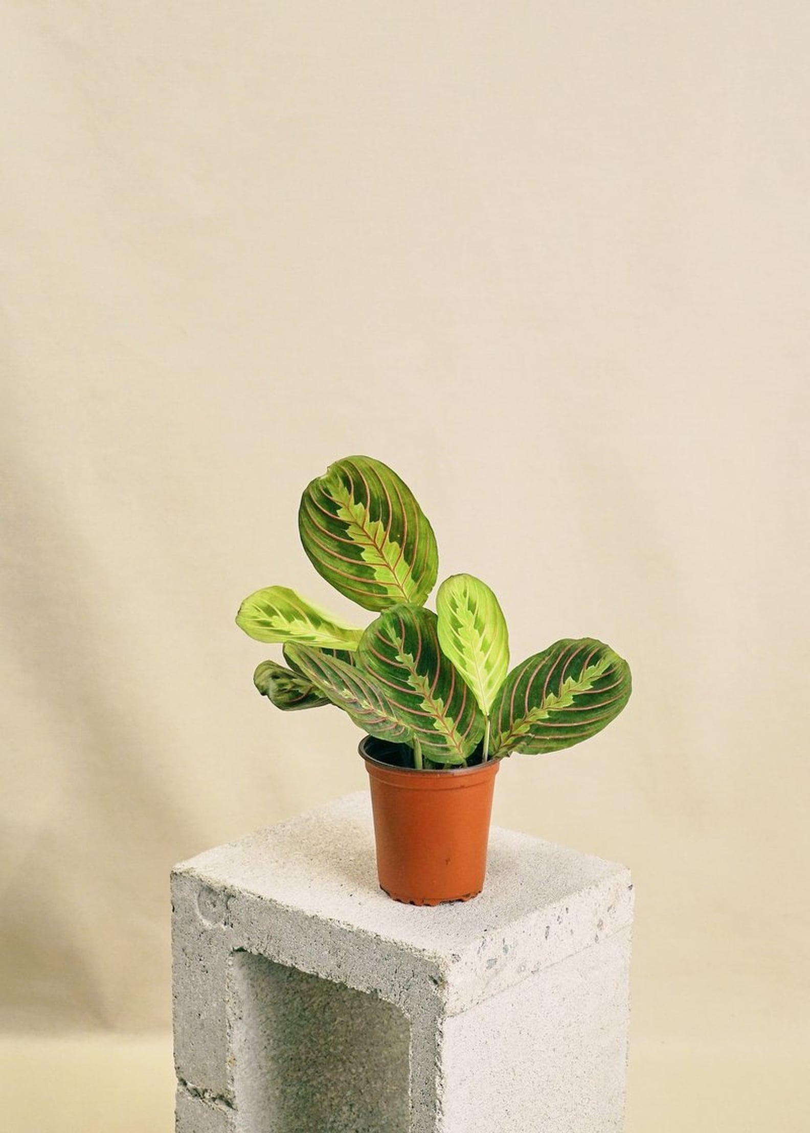 Best Indoor Plants For Dorms POPSUGAR Home