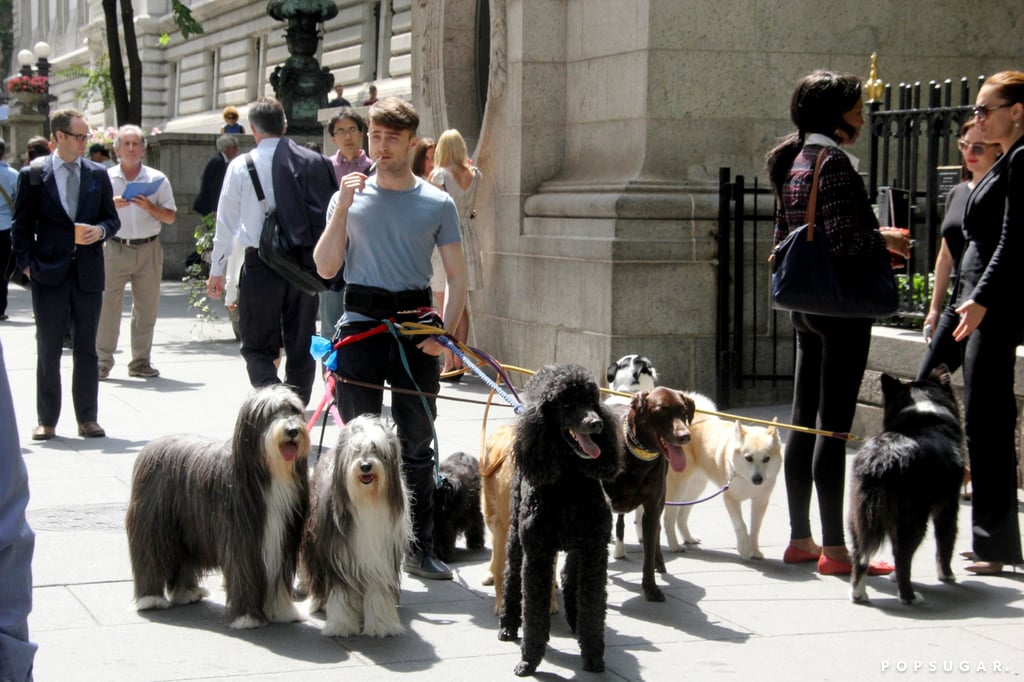 Daniel Radcliffe With Dogs on the Set of Trainwreck