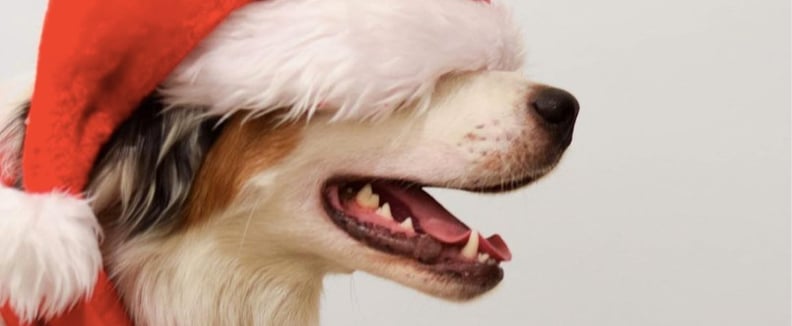 Dogs dressed deals as santa