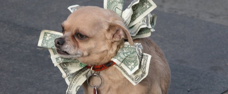 Pictures of Cute Dogs With Money
