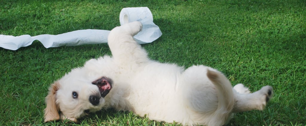 Funny Puppy Videos on TikTok