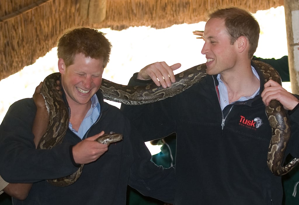 Prince Harry With Animals Pictures