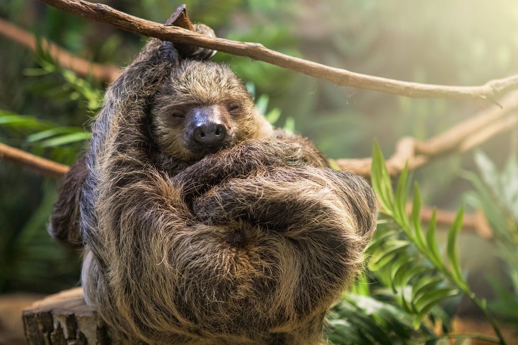 This sloth who isn't afraid to shirk his responsibilities and take a nap.