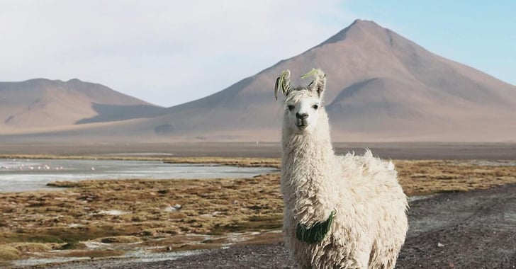 Photo of Llama in Bolivia | POPSUGAR Smart Living - 728 x 380 jpeg 40kB