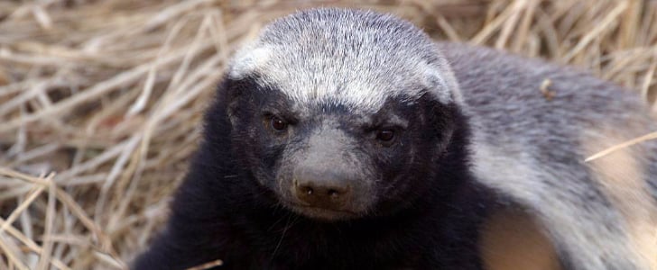 Google Which Animal Are You? Quiz