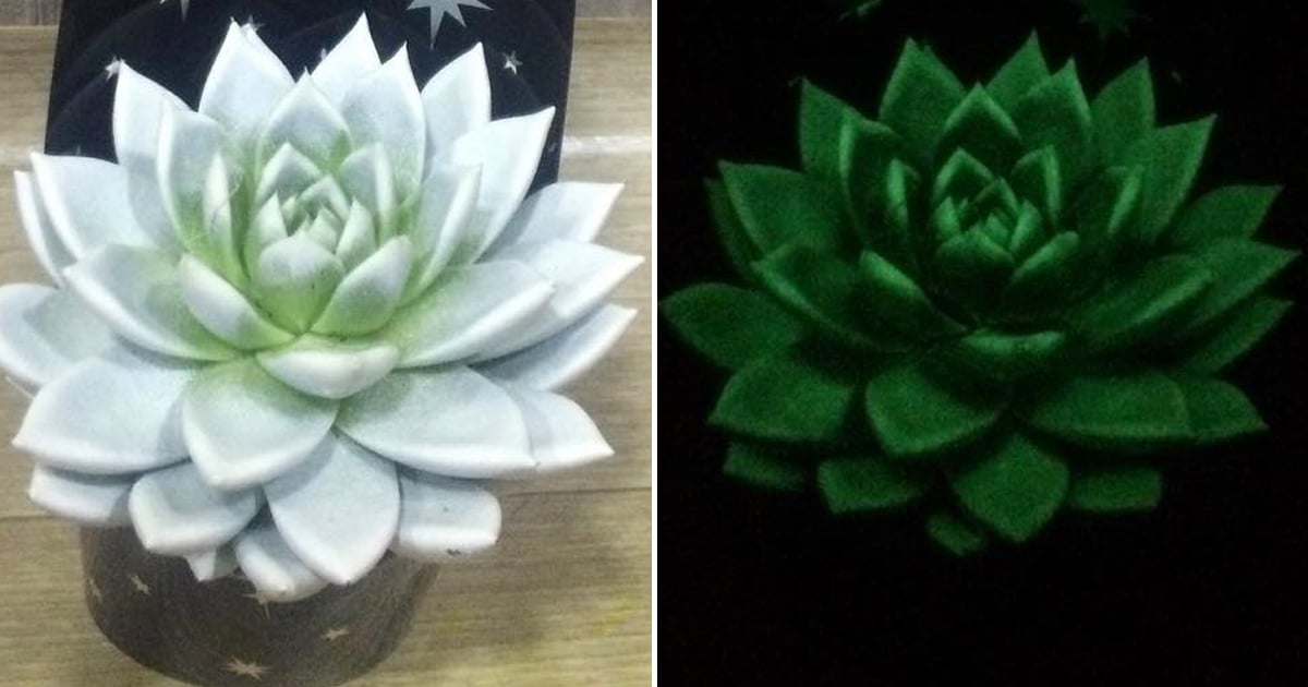Aldi Has 6 Glowing Succulents For a Limited Time POPSUGAR Home
