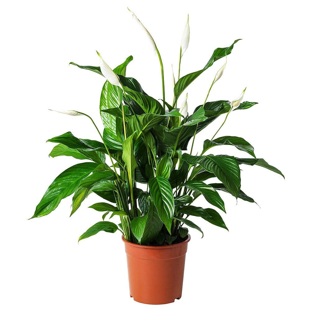 Peace Lily Plants That Help You Sleep on Amazon POPSUGAR Home Photo 10