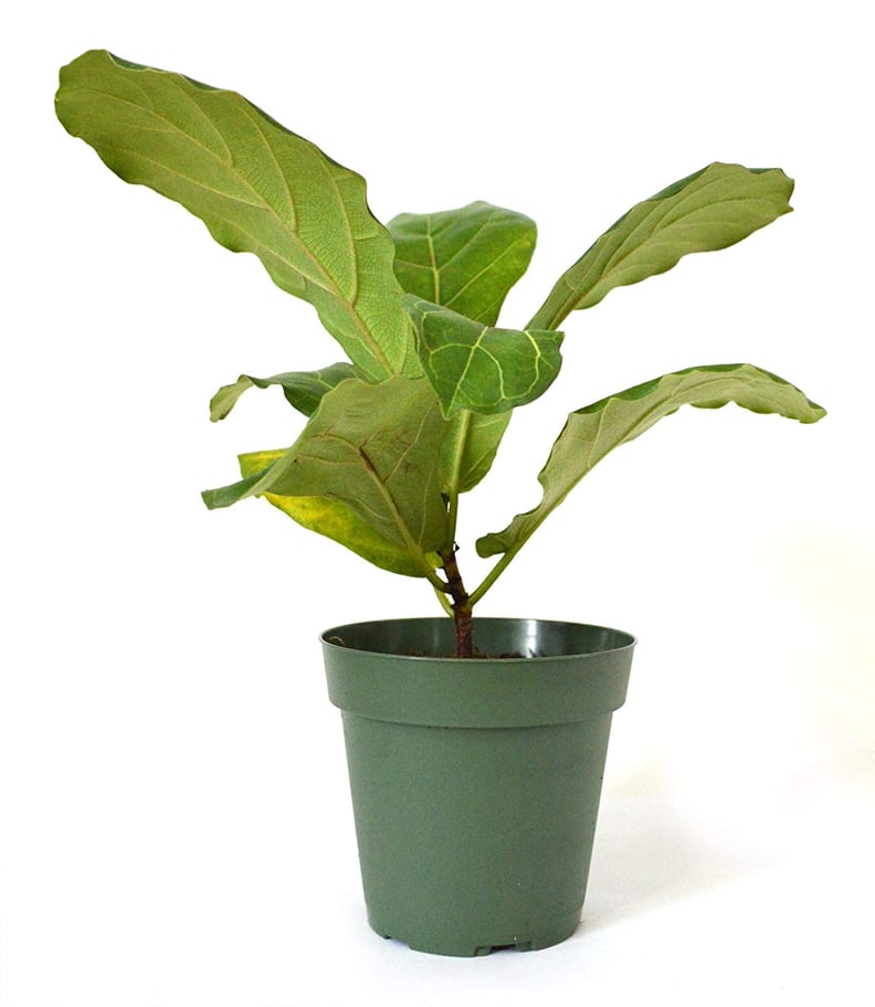 Fiddle-Leafed Fig Ficus