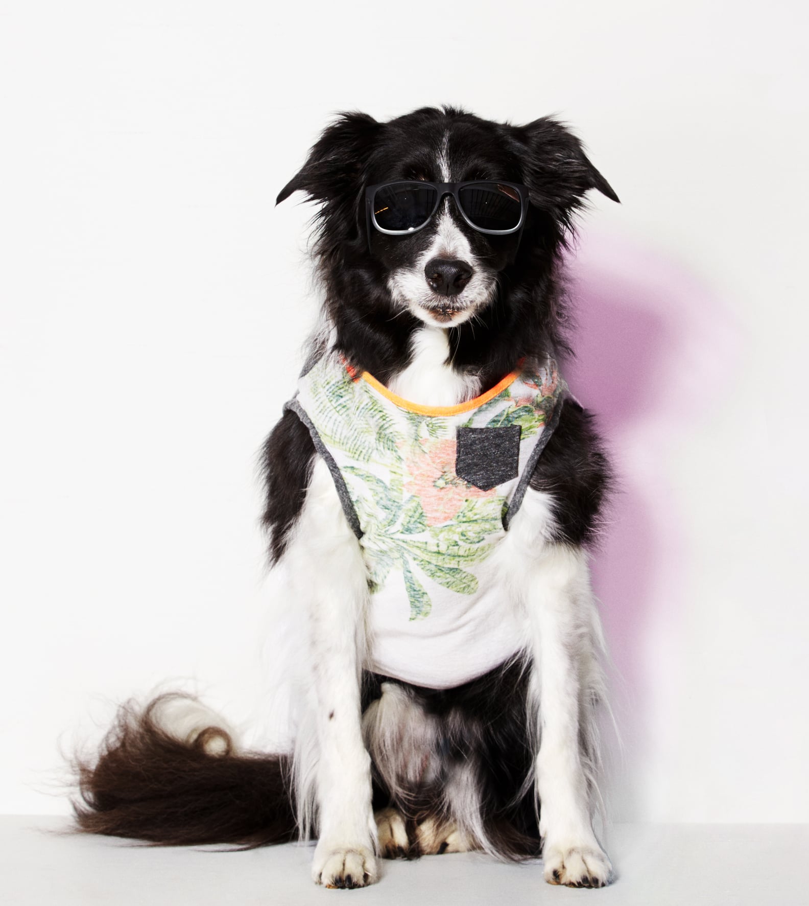 American Eagle Dog Clothes Line POPSUGAR Fashion