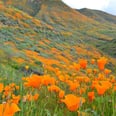 These Unreal Pics of the 2019 Super Bloom Will Have You Booking a Flight to SoCal ASAP