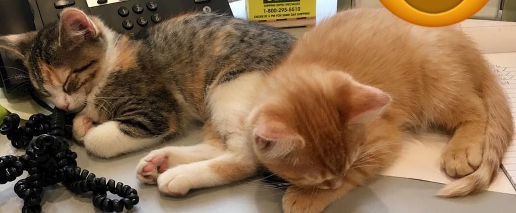 Office's Kittens Debit and Credit Playing in Box | Video