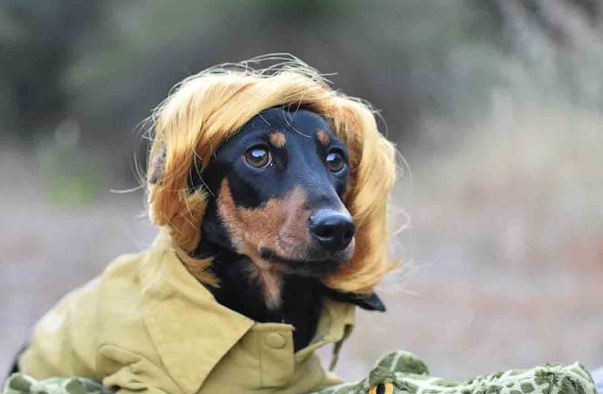 Weiner dog in costume on sale