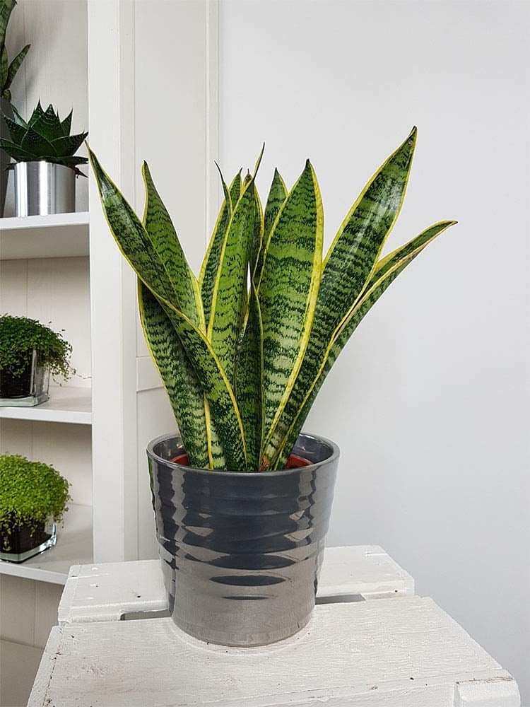 American Plant Exchange Sansevieria Trifasciata Snake Laurentii Live Plant