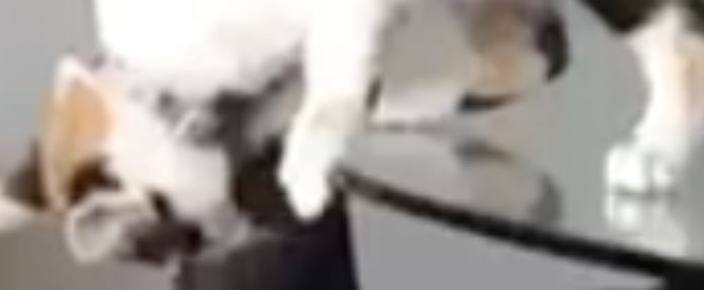Video of Cats Playing on a Glass Table