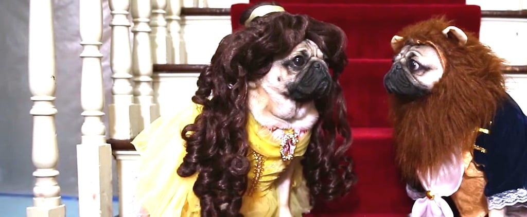 Seeing Unamused Pugs Recreate Beauty and the Beast Is So Funny You'll Watch It Twice