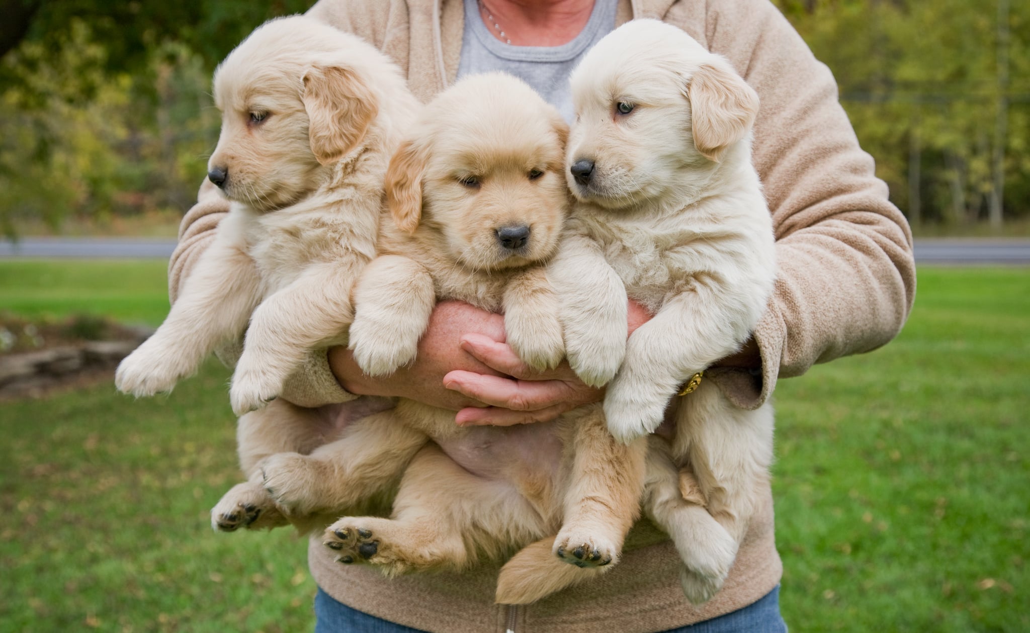 can golden retrievers stay small