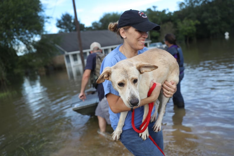 An animal rescue volunteer carries a dog out of the flood in Baton Rouge, LA.