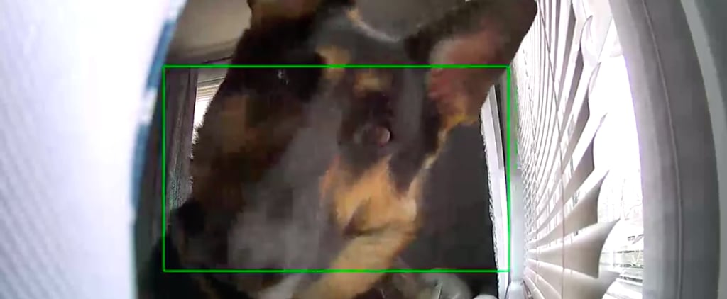 German Shepherd Dog on Security Camera
