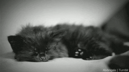 puppy and cat gif
