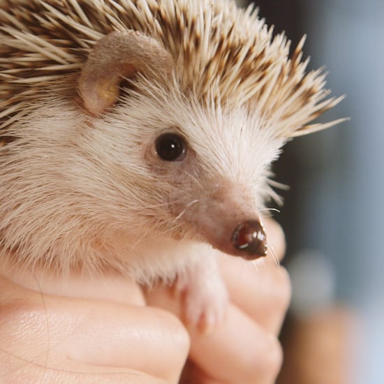 Hedgehog Surprises Girls