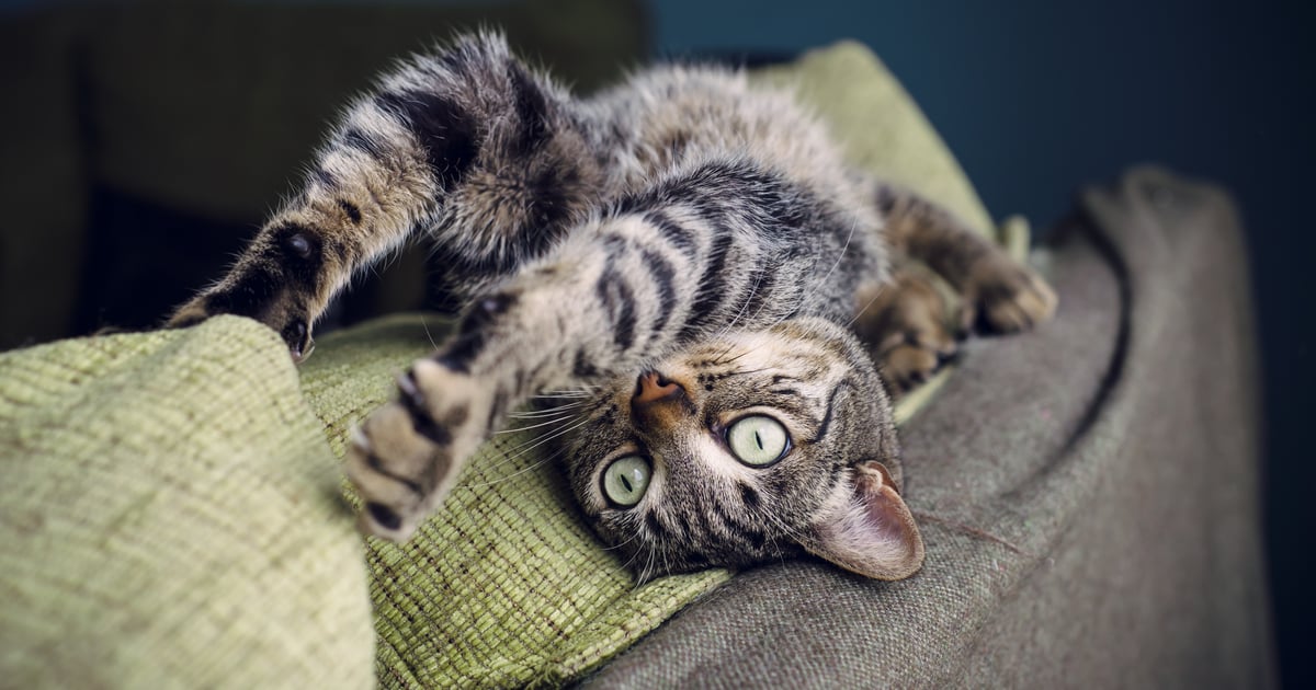 Why Does My Cat Get Hyper After Using the Litter Box? POPSUGAR UK Pets