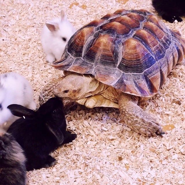 Hen and the Tortoise