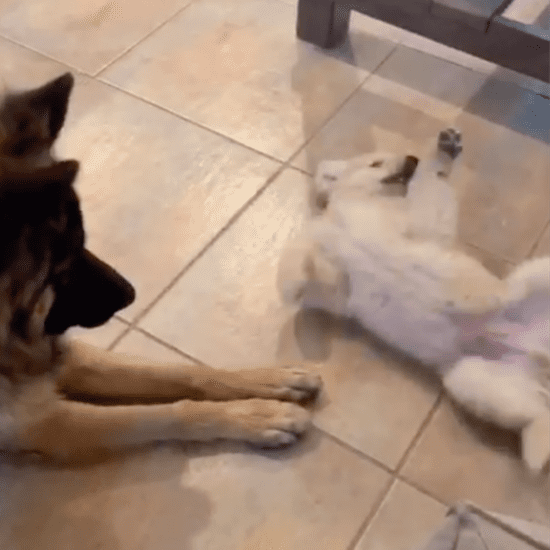 Video of German Shepherd Meeting Golden Retriever Puppy